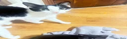 Mixed Breed cats for sale: Adorable female kitten  - Advert 4