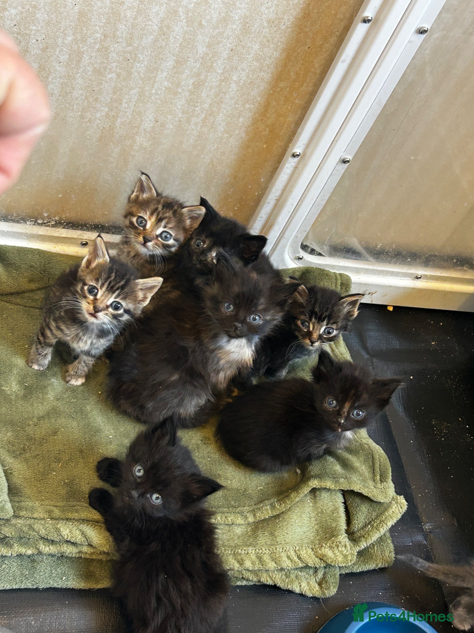 Ragdoll cats Ragdoll mix tabby ginger kittens  - Advert 1