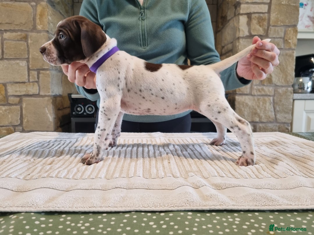 Pointer dogs for sale: 🪶 Pointer puppies 🪶 - Image 28