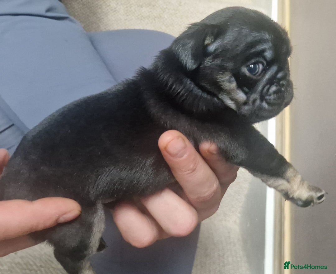 Pug dogs for sale: RARE Pug puppies  - Advert 7