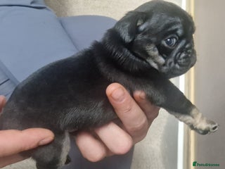 Pug dogs RARE Pug puppies - Advert 12