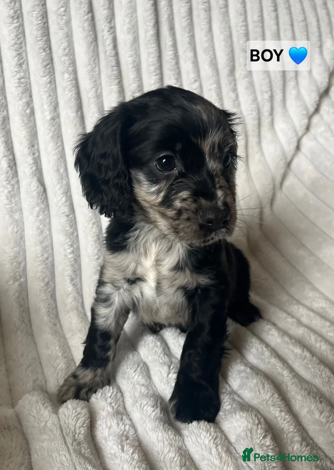 Cocker Spaniel dogs for sale: Cocker spaniel puppies (merle) for sale in Stourport-on-Severn - Advert 2