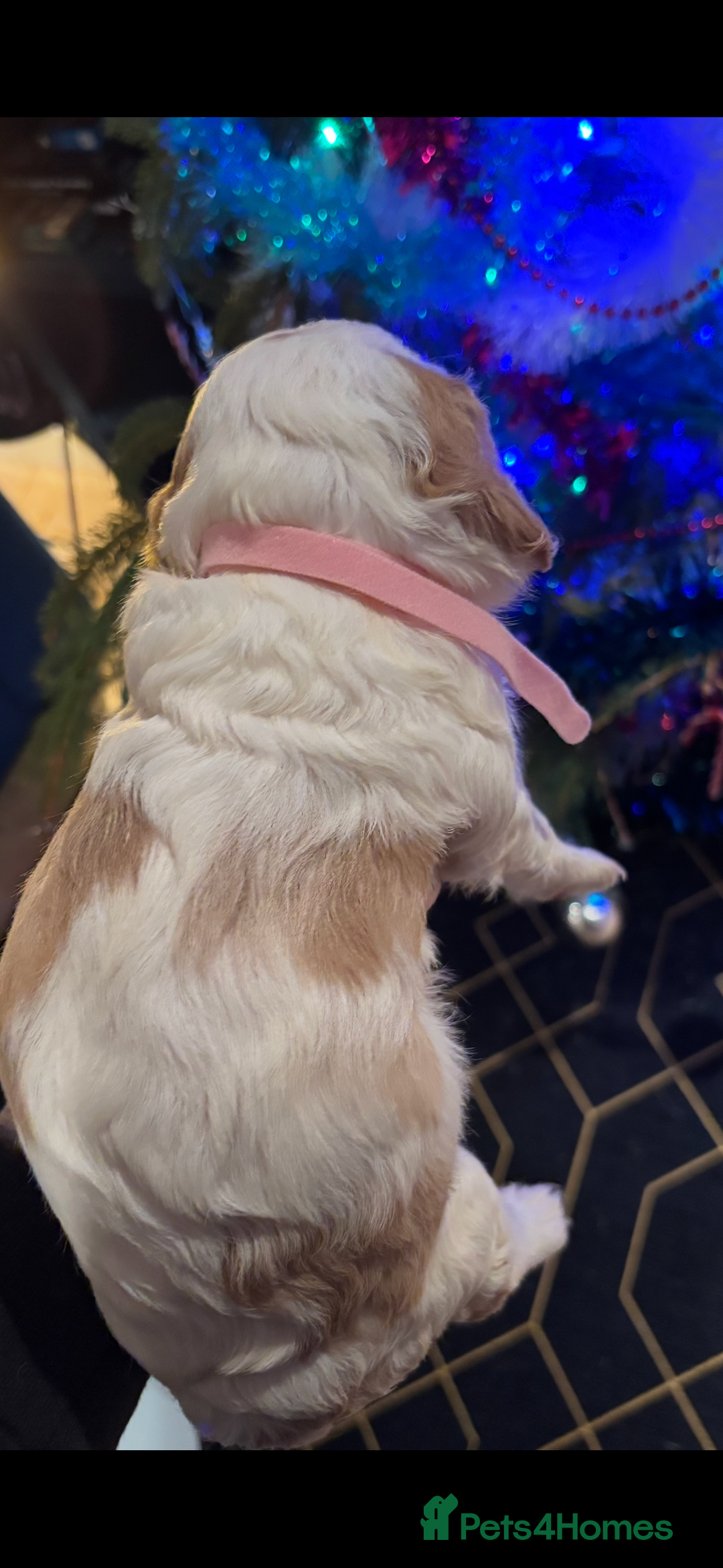 Mixed Breed dogs for sale: Cocker-Jack xCavalier King Charles Spaniel Puppies - Advert 12