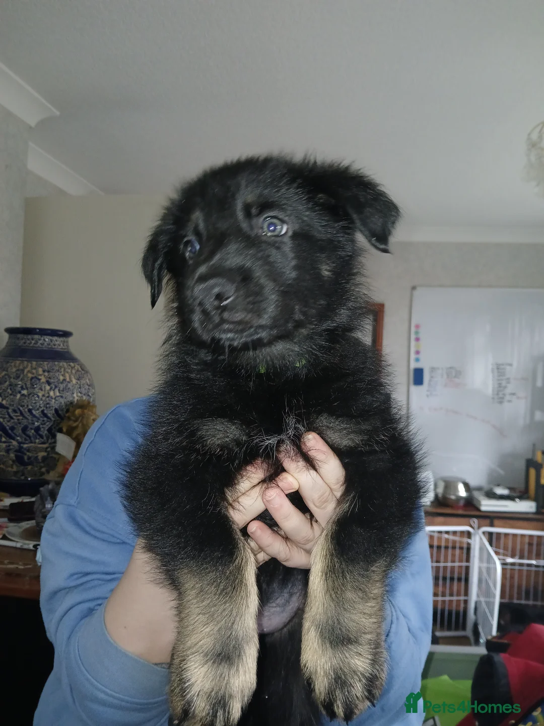 German Shepherd dogs for sale: German shepards puppies - Advert 3