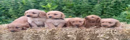Labradoodle dogs for sale: Beautiful F1 Mini Labradoodle Puppies  - Advert 10