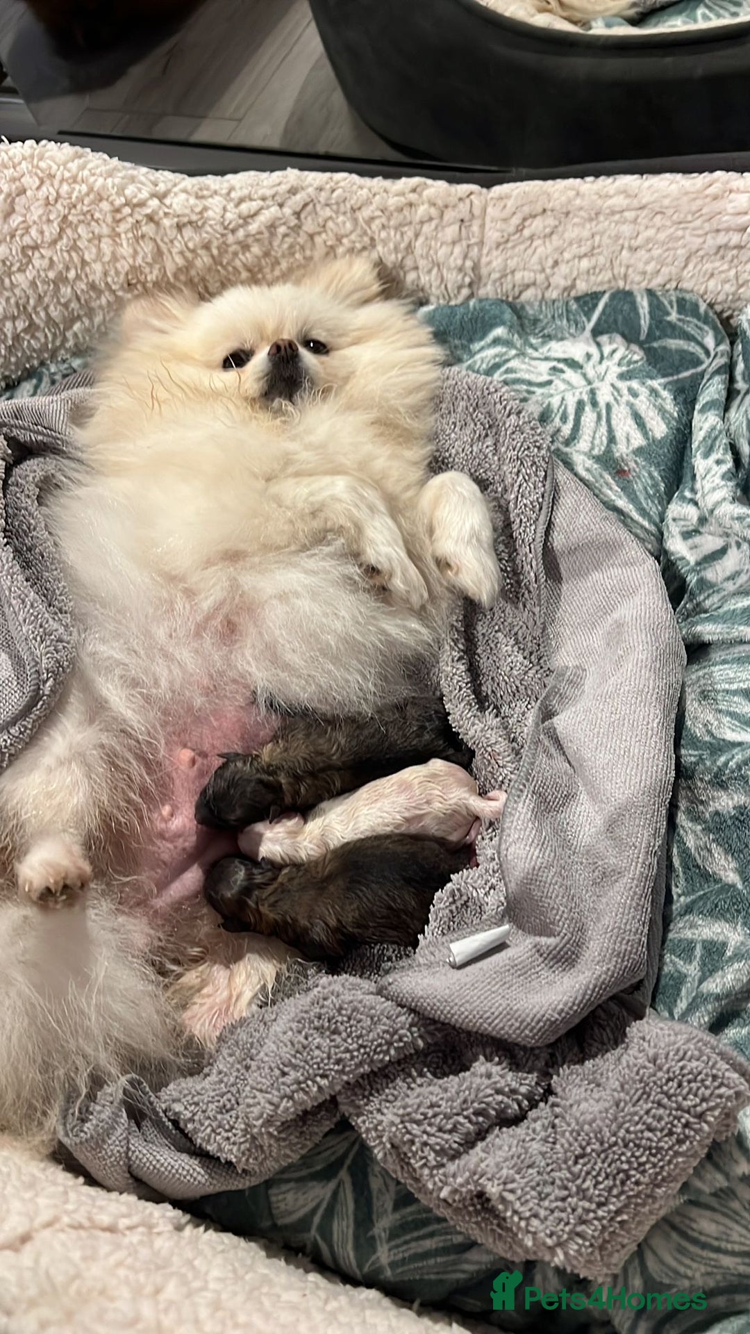 Pomeranian dogs for sale: Beautiful girl Pomeranian puppy for sale  - Image 10
