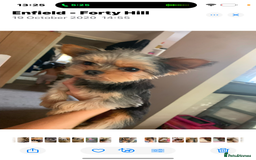 Yorkshire Terrier dogs for sale: Miniature yorkie - Image 6