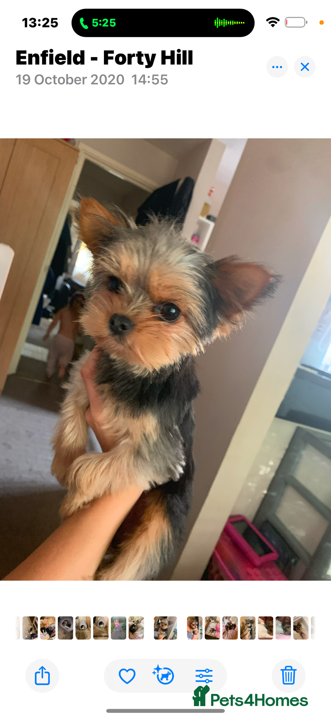 Yorkshire Terrier dogs for sale: Miniature yorkie - Image 6