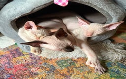 Sphynx cats for sale: Sphynx girls beautiful loving babies - Image 11