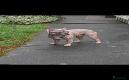French Bulldog dogs for sale: In need of his forever home. 🏠  - Image 1