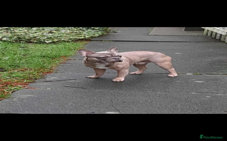 French Bulldog dogs - Advert 1