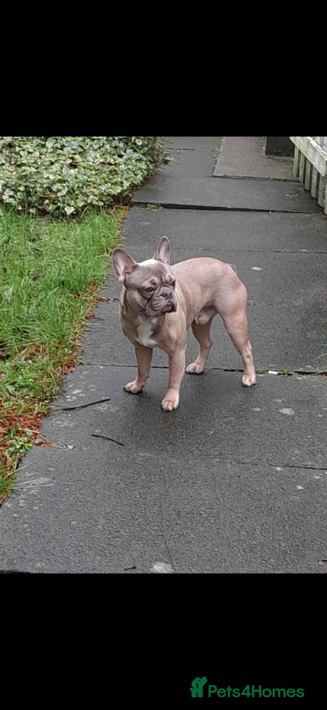 French Bulldog dogs for sale: In need of his forever home. 🏠  - Image 1