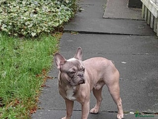 French Bulldog dogs - Advert 4