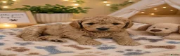 Labradoodle dogs for sale: Multi generation miniature Labradoodle - Advert 23