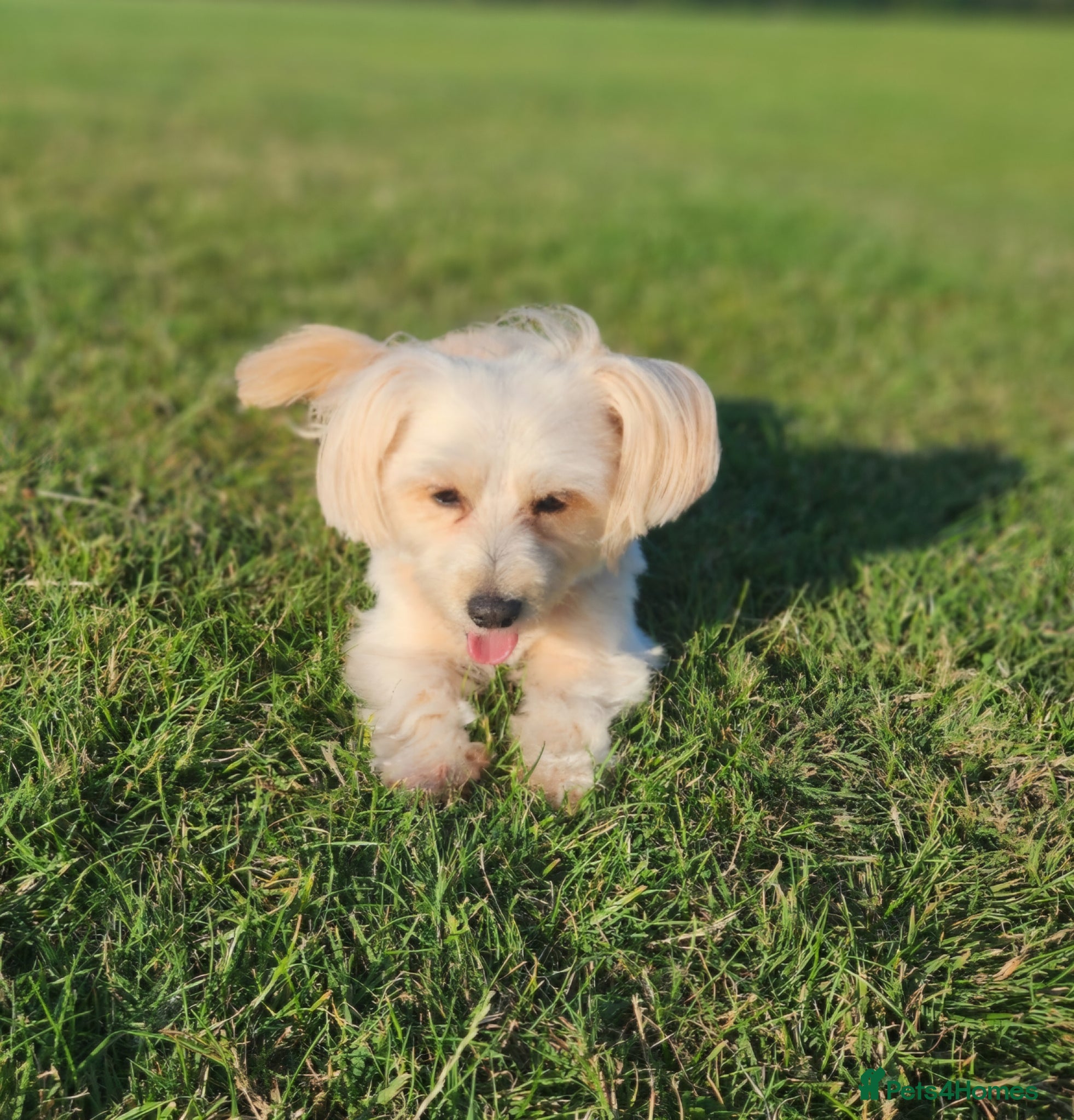 Maltipoo dogs Maltipoo Puppies – Ready for Loving Homes July 🐾 - Advert 8