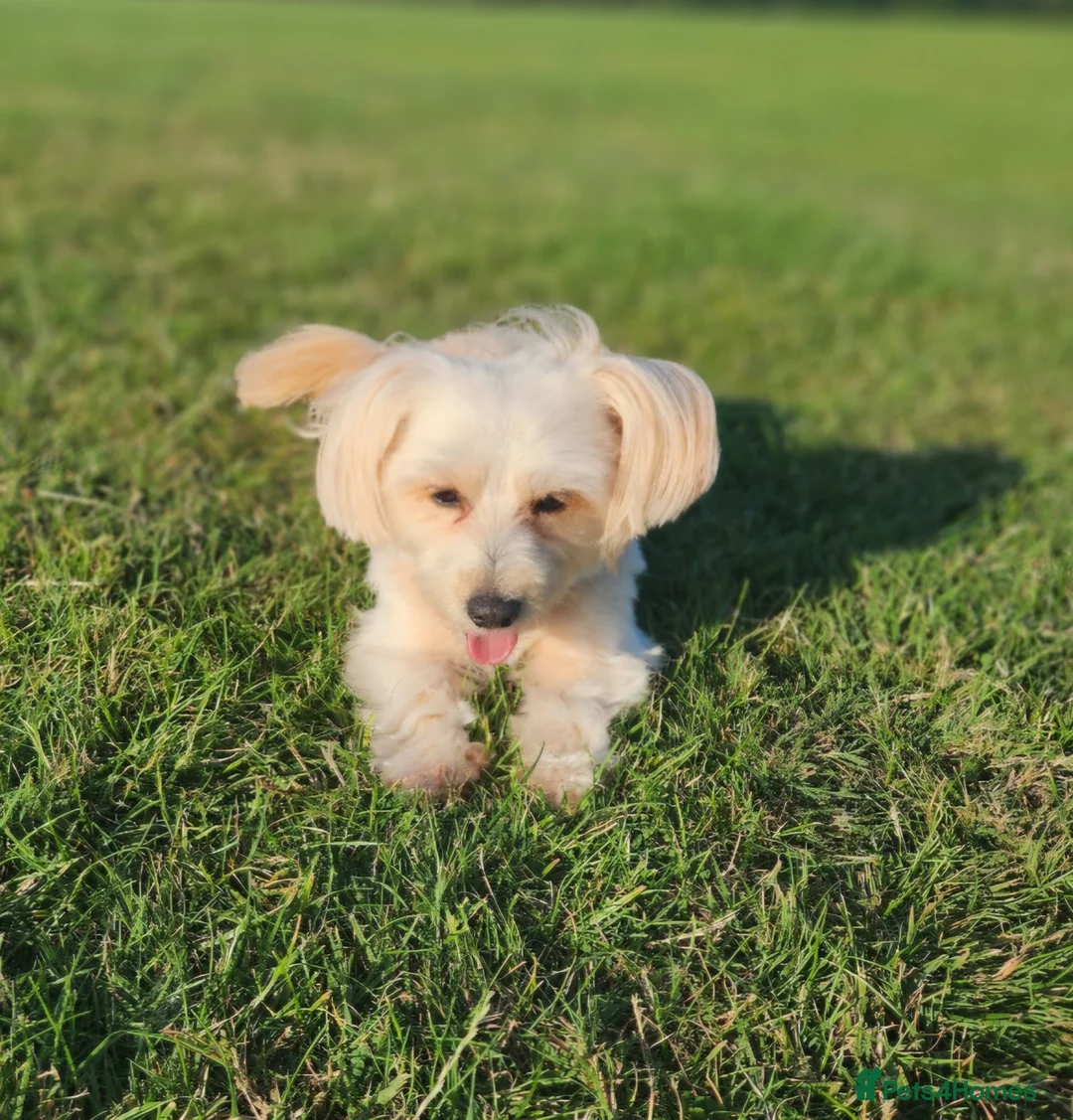 Maltipoo dogs for sale: Maltipoo Puppies – Ready for Loving Homes July 🐾 - Advert 1