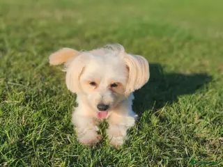 Maltipoo dogs Maltipoo Puppies – Ready for Loving Homes July 🐾 - Advert 8