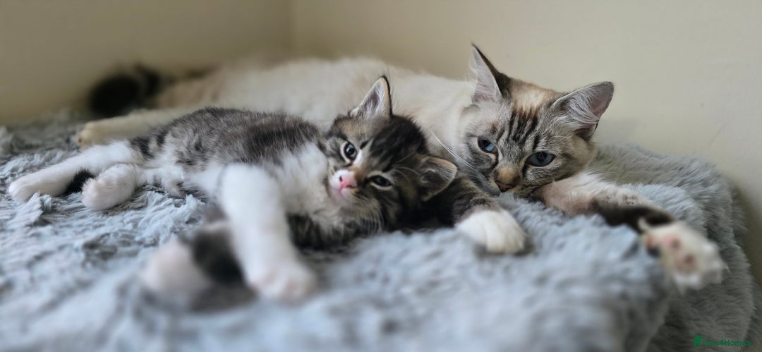 Ragdoll cats for sale: *READY NOW* RAGDOLL CROSS LONG-HAIRED - Image 15