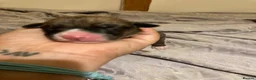 Lurcher dogs for sale: Bedlington Whippet x Greyhound Lurcher Puppies - Advert 9