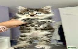 British Longhair cats for sale: Amazing fluffy kitten  - Image 5
