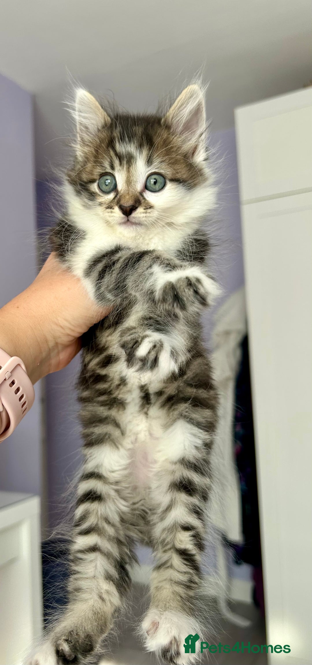 British Longhair cats for sale: Amazing fluffy kitten  - Image 5