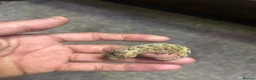 Gecko reptiles for sale: 6x leachianus geckos - Advert 7