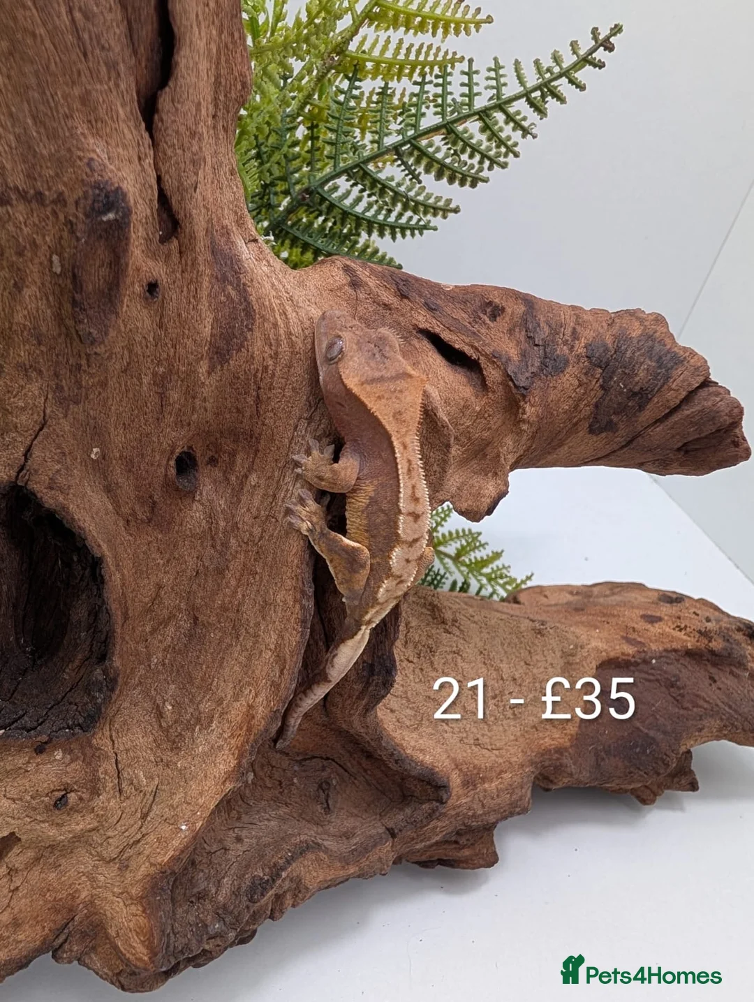 Gecko reptiles for sale: Beautiful Mix of Crested Geckos - Advert 21
