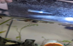 Other/Mixed Breed fish for sale: BABY GUPPIES 50p EACH - Image 4