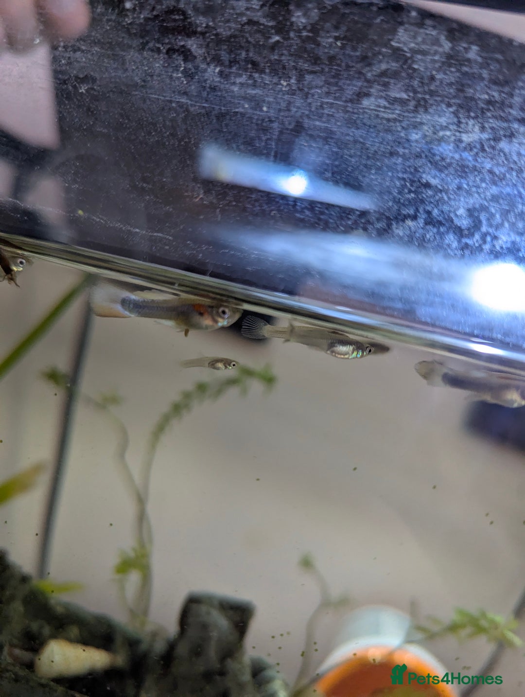 Other/Mixed Breed fish for sale: BABY GUPPIES 50p EACH - Image 4