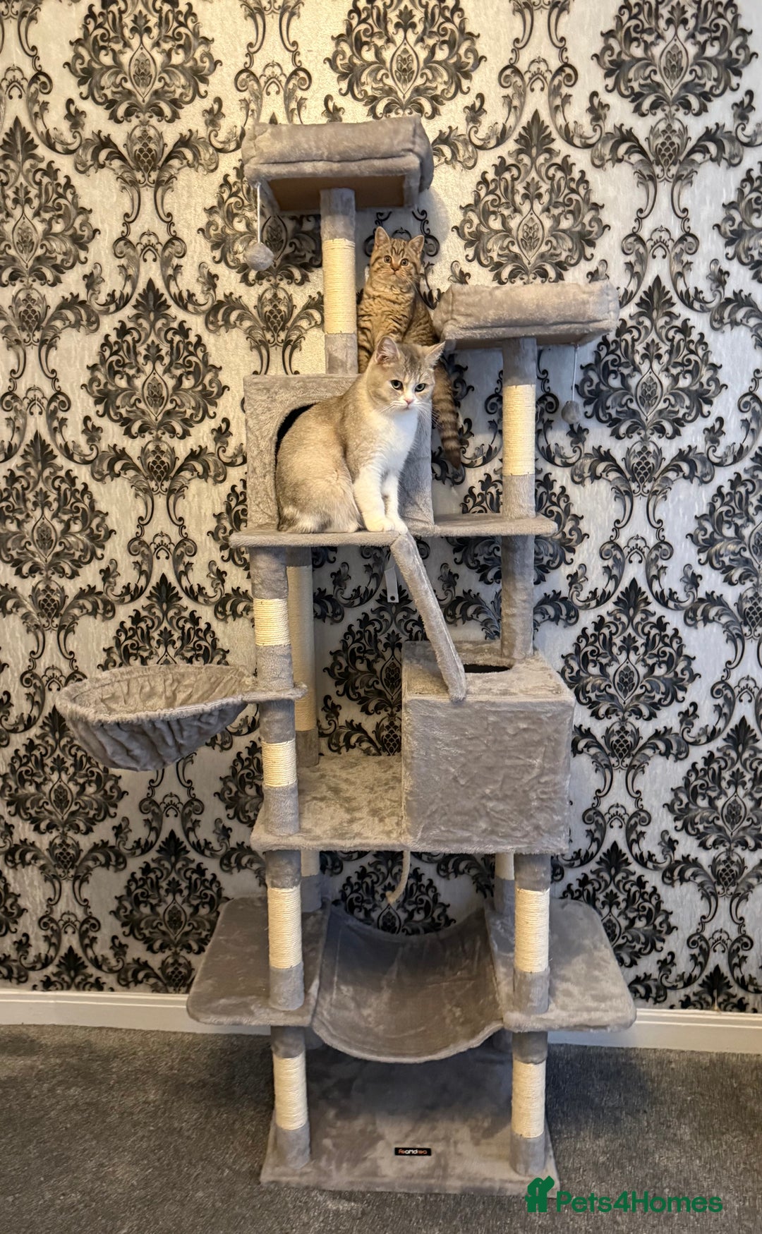 British Shorthair cats for sale: british shorthair  - Advert 5