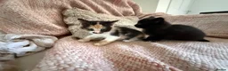 Mixed Breed cats for sale: Ragamuffin mix kittens please read description  - Advert 21