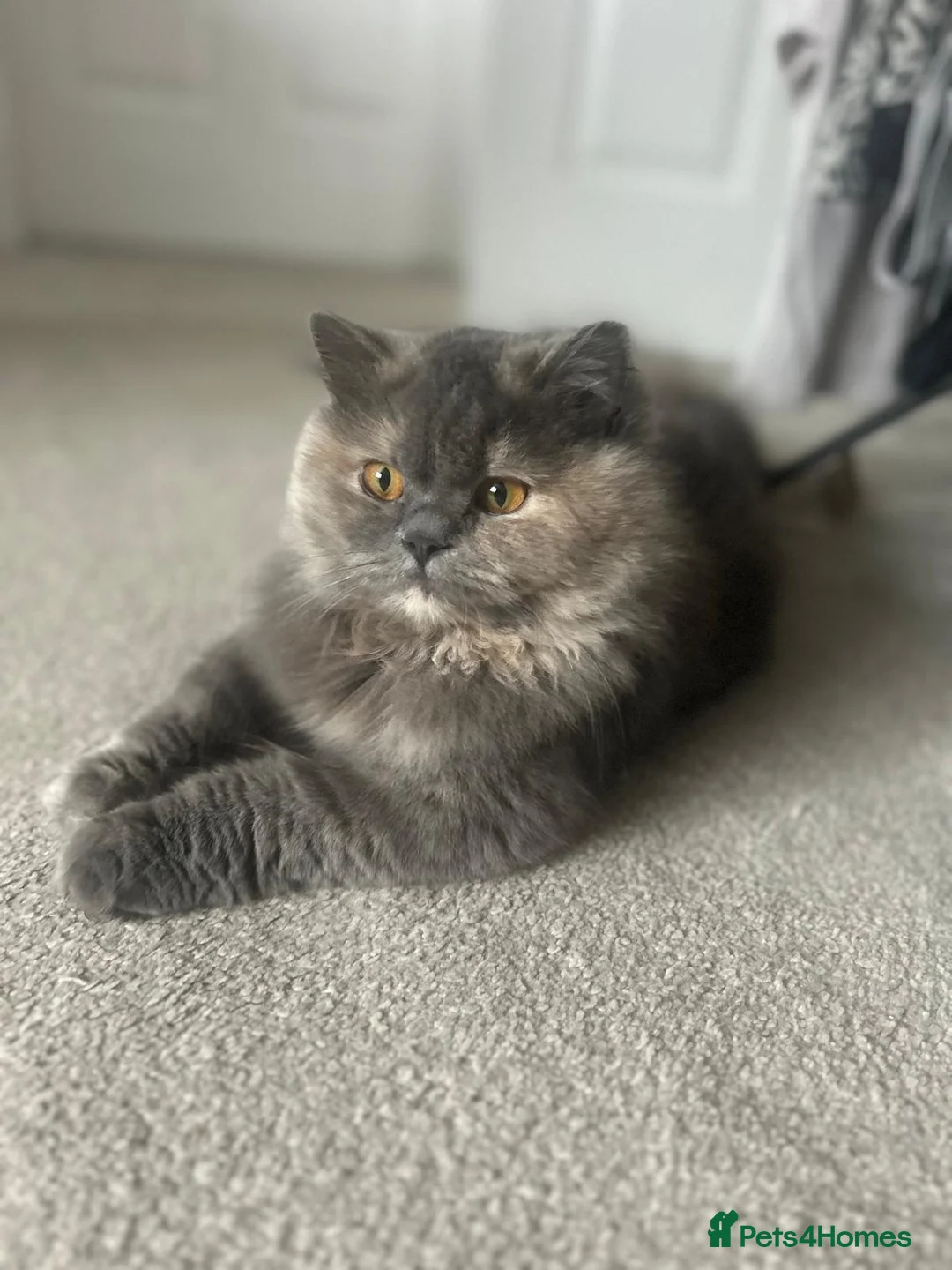 British Longhair cats for sale: 2 Beautiful British long haired kittens - Advert 1