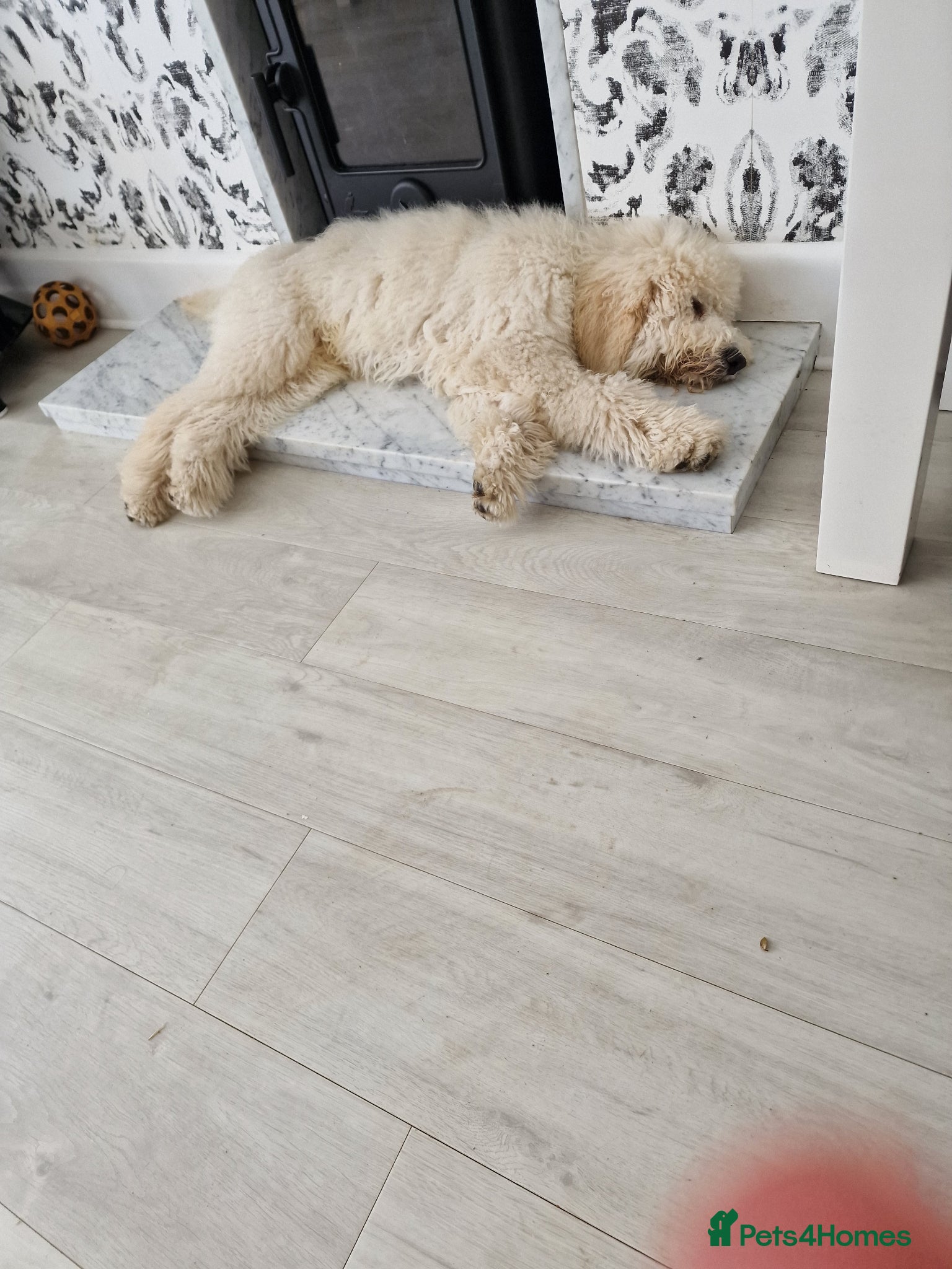 Standard Poodle dogs for stud: Standard White Poodle as stag - Advert 22