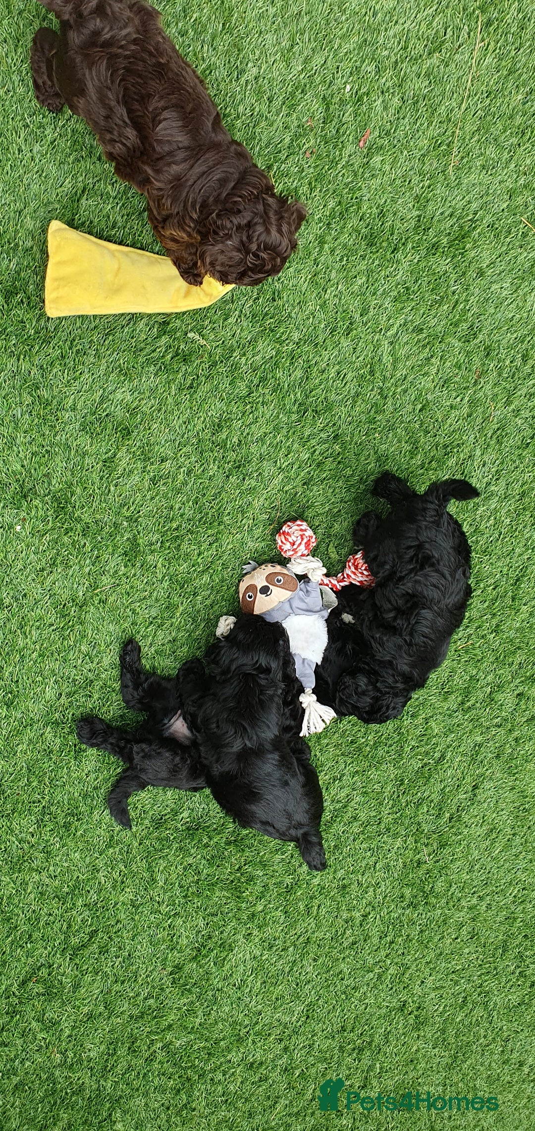 Australian Labradoodle dogs for sale: Health-tested Australian Labradoodle puppies - Image 37
