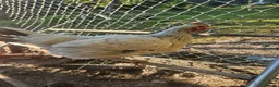 Chickens poultry for sale: 4 Light Sussex hens for sale  in Porth - Advert 5