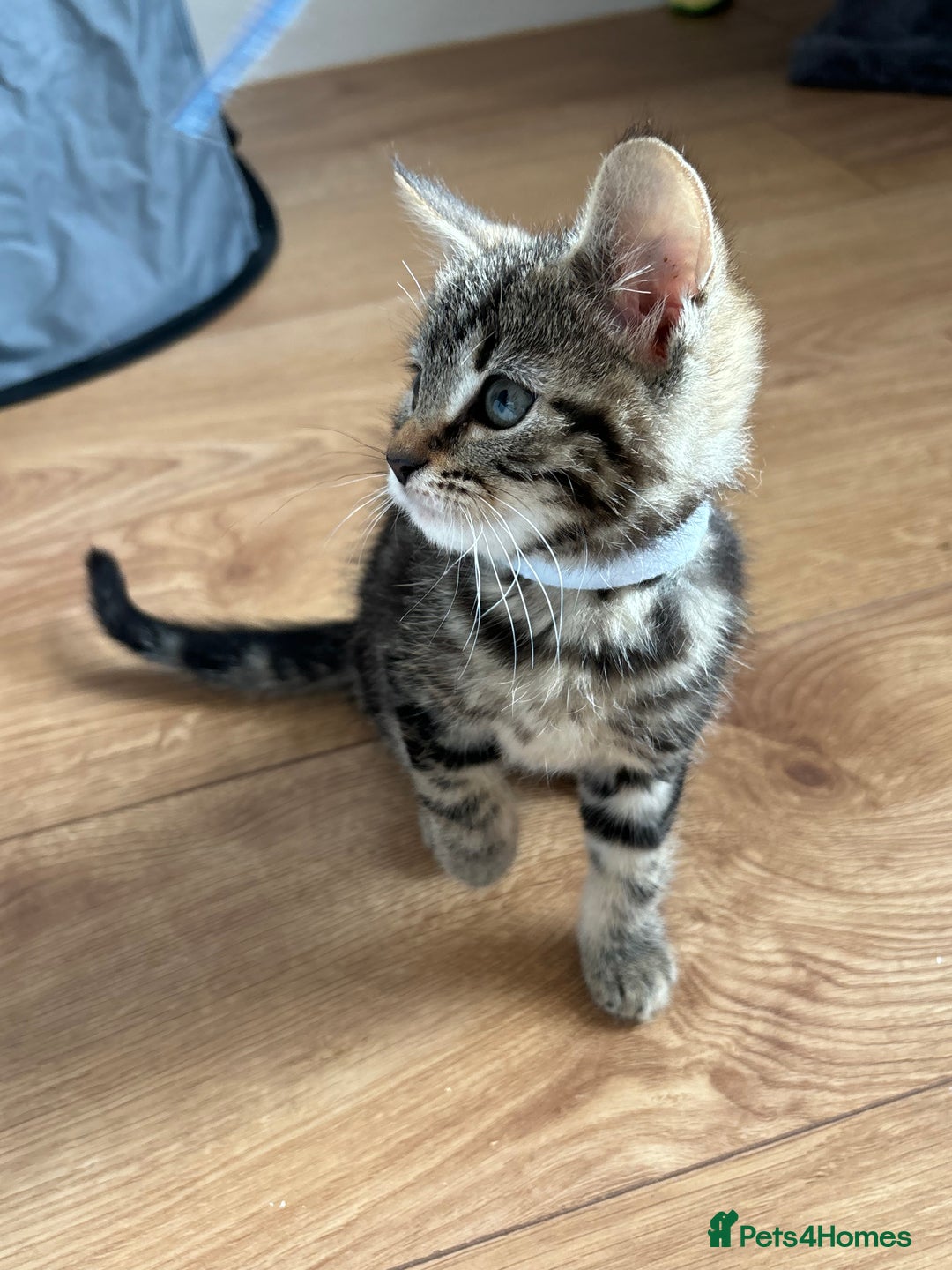 American Shorthair cats for sale: 🌟5 Adorable Kittens Ready For 4ever Home 🌟 - Advert 7