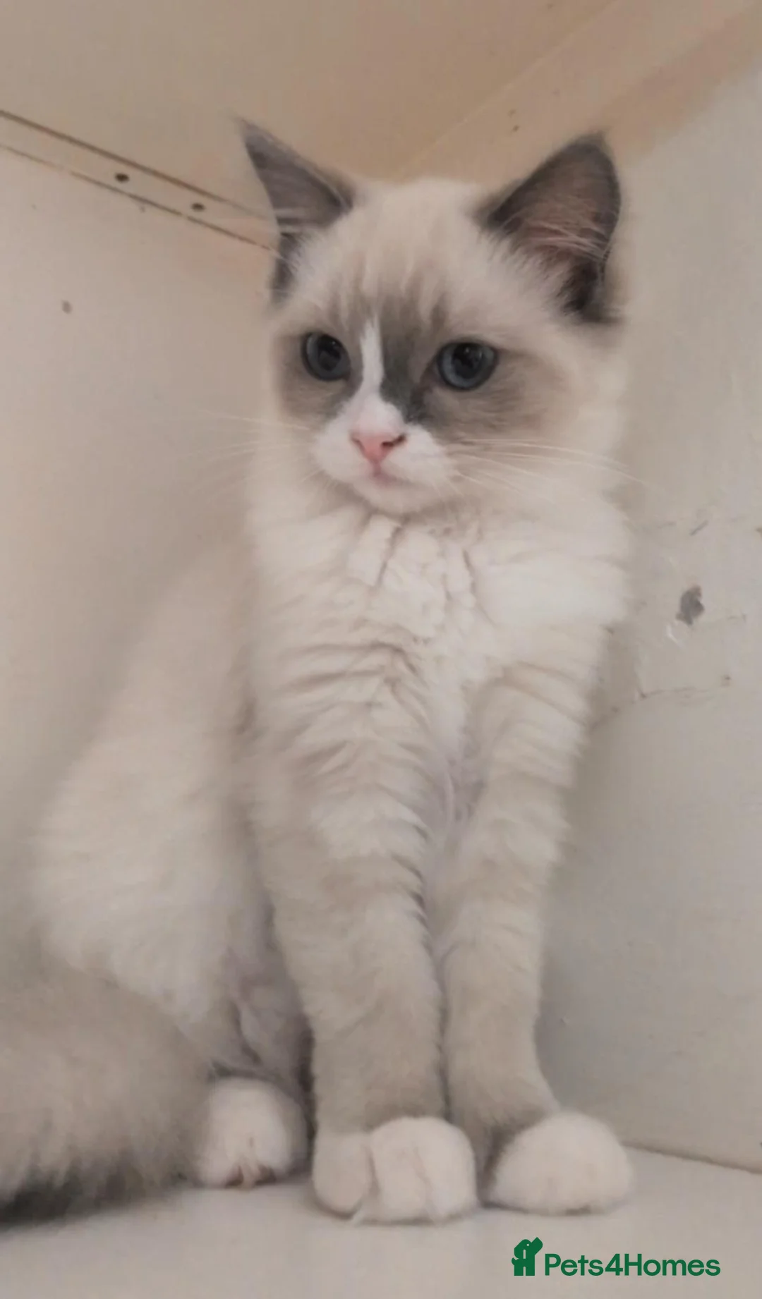 Ragdoll cats for sale: Beautiful Ragdoll  - Advert 5