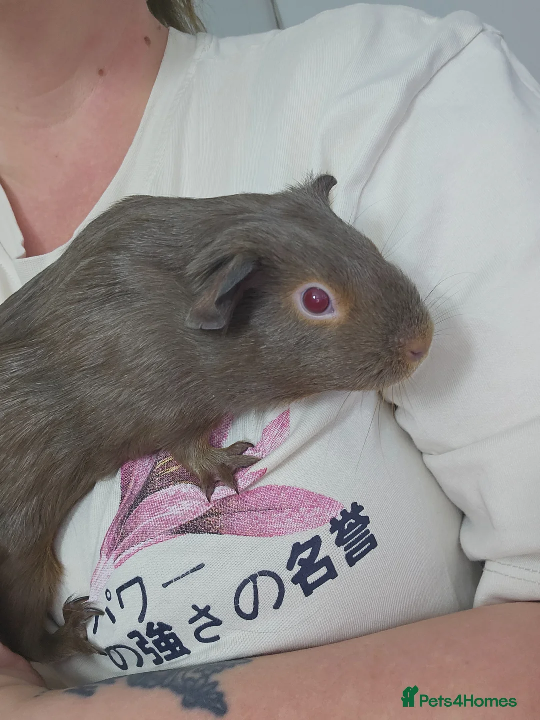 Guinea Pig rodents for sale: Three sows with Complete set up - Advert 2