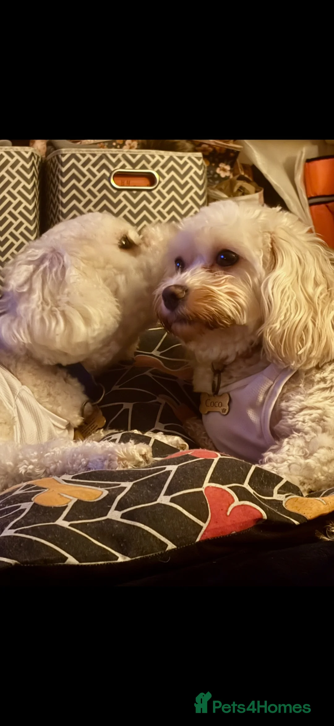Cavachon dogs for sale: Cavachon Puppies  - Advert 26
