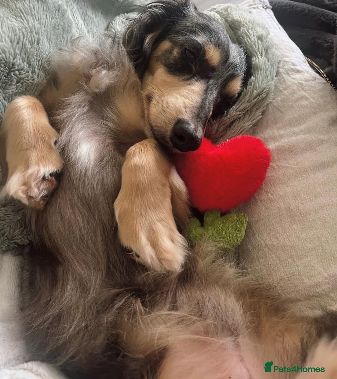 Miniature Dachshund dogs for sale: Long hair dachshund  - Advert 3