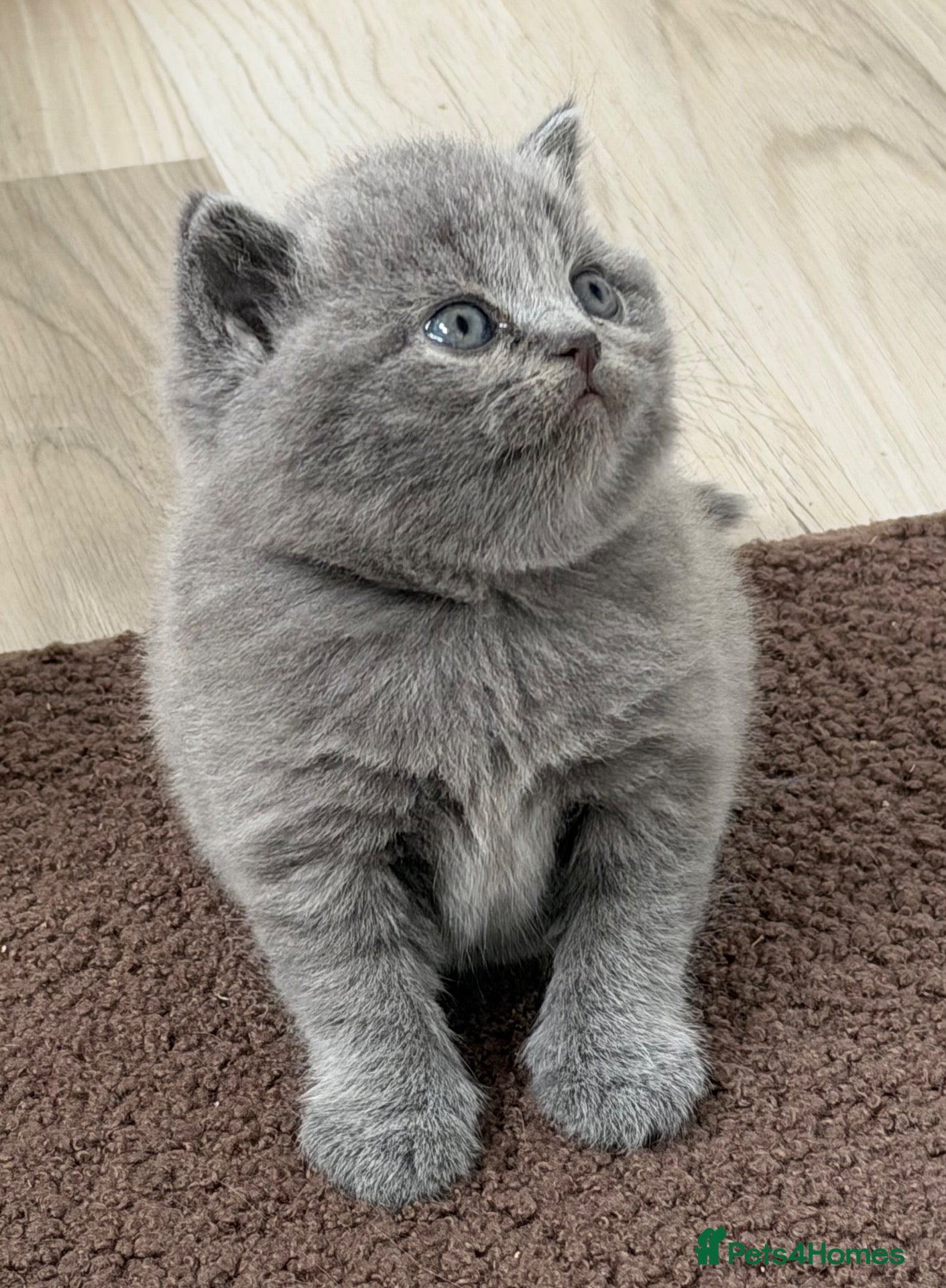 British Shorthair cats 🏆Exceptional GCCF Registered BSH Kittens🏆 - Advert 1