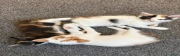 Mixed Breed cats for sale: Beautiful calico and tortoishell kittens - Advert 11