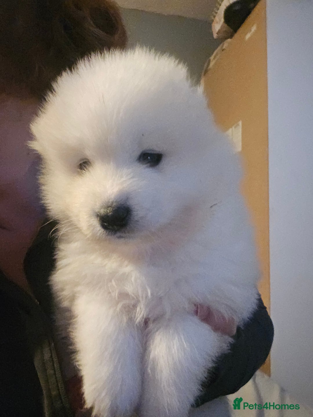 Samoyed dogs for sale: Registered samoyed puppies  - Advert 27