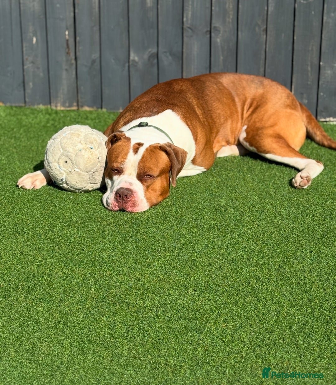 Mixed Breed dogs for sale: Boysie - Advert 35