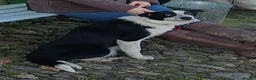 Border Collie dogs for sale: Year old border collie - Advert 3
