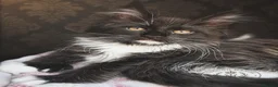 Maine Coon cats for sale: Exceptional TICA Polydactyl Maine Coon Sisters - Advert 23