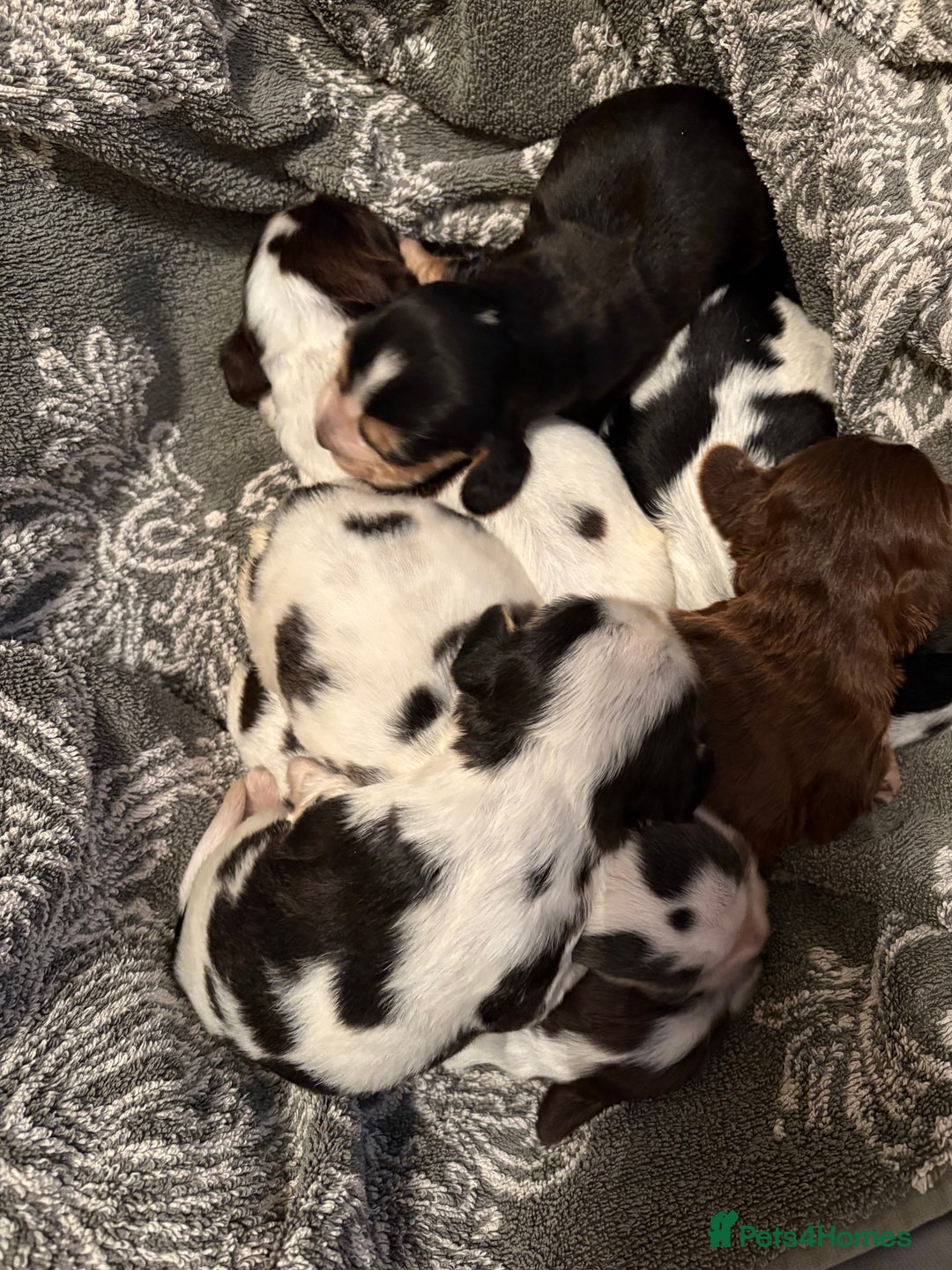 Cocker Spaniel dogs for sale: Quality kc show type cocker spaniels - Advert 5