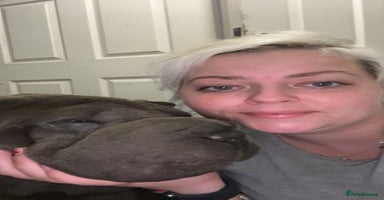 Shar Pei dogs - Advert 6