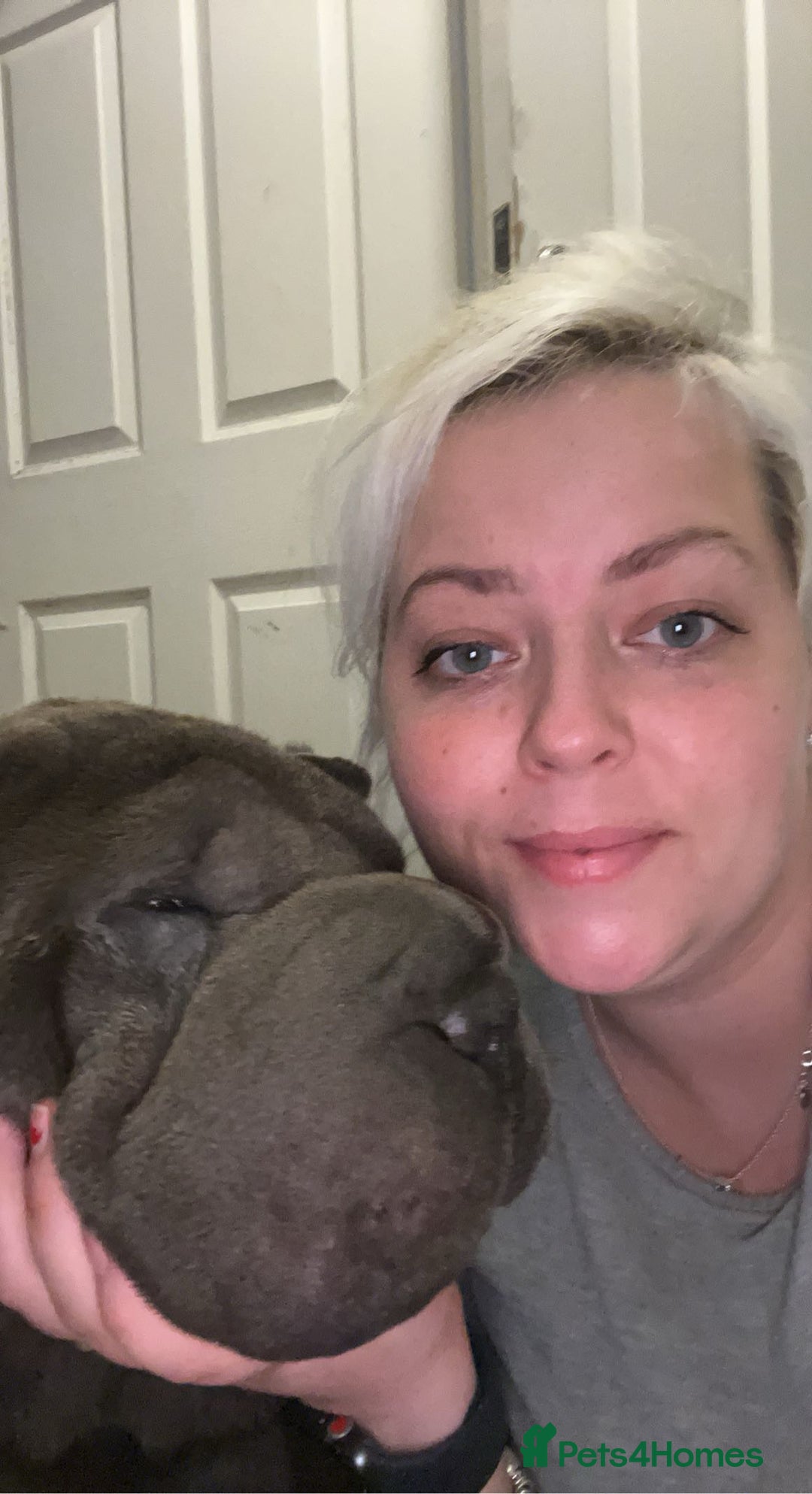 Shar Pei dogs for sale: Mika Female Shar Pei Age 4  - Image 3