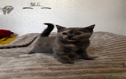 Scottish Fold cats for sale: Last kitten left! Straight ears 😍 - Image 4